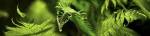 Close-up of ferns by Panoramic Images