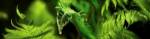 Close-up of ferns by Panoramic Images