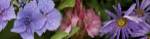 Close-up of flowers by Panoramic Images