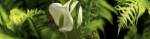 Close-up of flowers and leaves by Panoramic Images