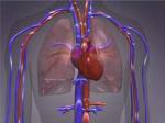Close-up of the circulatory system