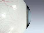 Close-up of the human eyeball