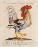 Cockeral