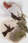 Coeligena Typica/Hummingbirds by John Gould