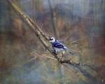 Color My World Blue Jay by Jai Johnson