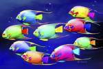 Colorful Fishes 2 by Ata Alishahi