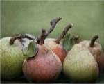 Comice Pears I by Rachel Perry
