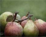 Comice Pears II by Rachel Perry