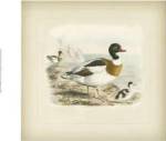 Common Sheldrake by J.G. Keuleman