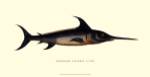Common Sword-Fish by Vision Studios