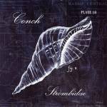 Conch by Debbie Dewitt
