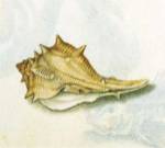 Conch Shell by Petrus Candidus