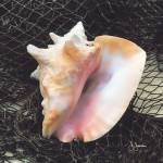 Conch with Net by John Jones