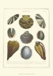 Conchology Collection I by George Wolfgang Knorr