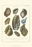Conchology Collection II by Albertus Seba