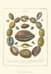 Conchology Collection III by Albertus Seba