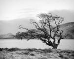 Connemara Tree I by Geoffrey Ansel Agrons