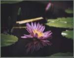 Consistency - Pond Flower by Jerry Angelica