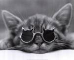Cool Cat I by Photography Collection