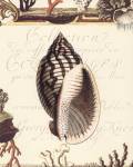 Coquilles II by Paula Scaletta