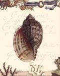 Coquilles III by Paula Scaletta