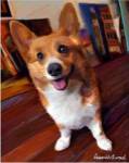 Corgi Get Low by Robert McClintock