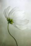 Cosmos Charisma by Mandy Disher