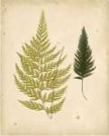 Cottage Ferns I by E.J. Lowe
