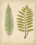 Cottage Ferns II by E.J. Lowe