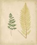 Cottage Ferns IV by E.J. Lowe