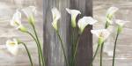 Country Callas by Jenny Thomlinson