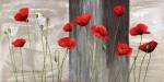 Country Poppies by Jenny Thomlinson
