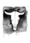 Cow Skull by Jessica Durrant