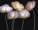Cream Poppies by Bloomfield