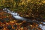 Creekside Colors by Darren White Photography