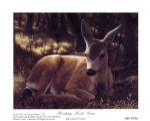 Crista Forest - Resting Mule Deer Size 5x4 by Crista Forest