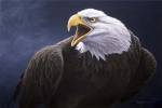Cry Of The Eagle by Dr. Jeremy Paul