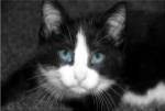 Curiosity Teased the Cat by Delaney Flanders