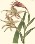 Curtis Floral I by Samuel Curtis