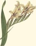 Curtis Floral II by Samuel Curtis
