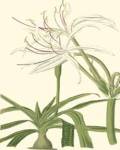 Curtis Floral III by Samuel Curtis