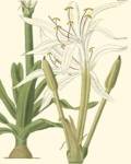 Curtis Floral IV by Samuel Curtis
