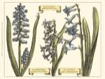 Custom Hyacinth in Bloom (U) by Claude Langlois