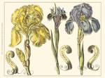 Custom Iris in Bloom I (U) by Claude Langlois