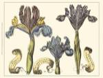 Custom Iris in Bloom II (U) by Claude Langlois