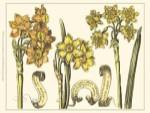 Custom Narcissus in Bloom I (U) by Claude Langlois