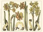 Custom Narcissus in Bloom II (U) by Claude Langlois