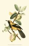 Cuvier Exotic Birds II by Baron Cuvier Georges