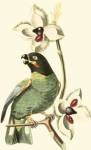 Cuvier Exotic Birds III by Baron Cuvier Georges