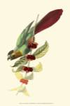 Cuvier Exotic Birds IV by Baron Cuvier Georges